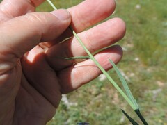 Klasea nudicaulis