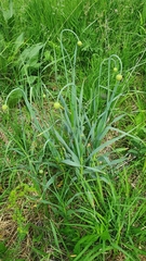 Allium obliquum