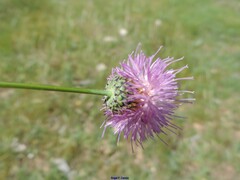 Klasea nudicaulis