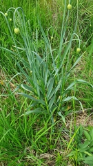 Allium obliquum