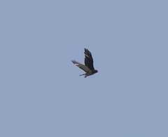 Buteo platypterus