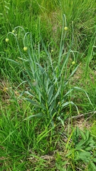 Allium obliquum