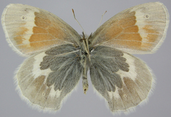 Coenonympha tullia yukonensis