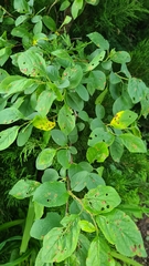 Wilsonomyces carpophilus