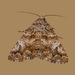 Live Oak Metria Moth - Photo (c) Monica Krancevic, some rights reserved (CC BY-NC), uploaded by Monica Krancevic