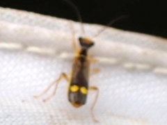 Malthinus seriepunctatus