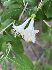 Lonicera pyrenaica