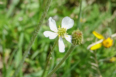Ranunculus kuepferi