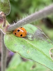 Coccinella septempunctata