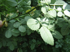Rosa uncinella