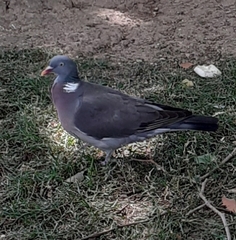 Columba palumbus