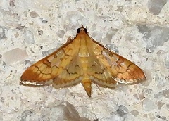 Mimorista trimaculalis