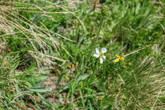 Ranunculus kuepferi