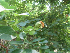 Rosa uncinella