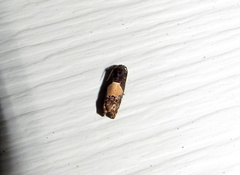 Epiblema tripartitana