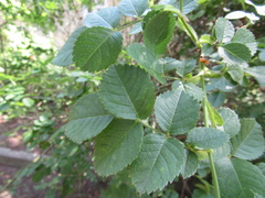 Rosa uncinella