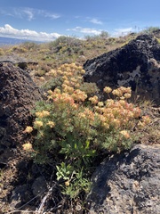 Eriogonum thymoides