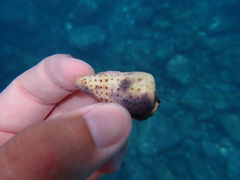 Conus canariensis