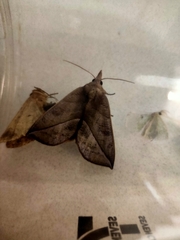 Noctuoidea
