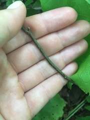 Magnoliopsida