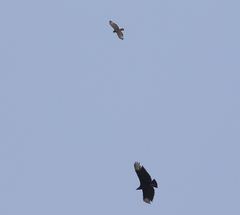 Buteo platypterus