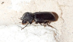 Apatides fortis