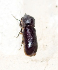 Apatides fortis