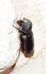 Apatides fortis