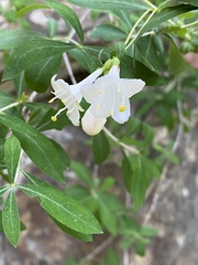 Lonicera pyrenaica
