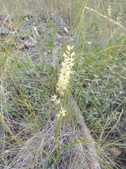 Melanthiaceae