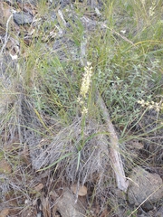 Melanthiaceae
