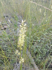 Melanthiaceae