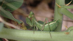 Ameles spallanzania