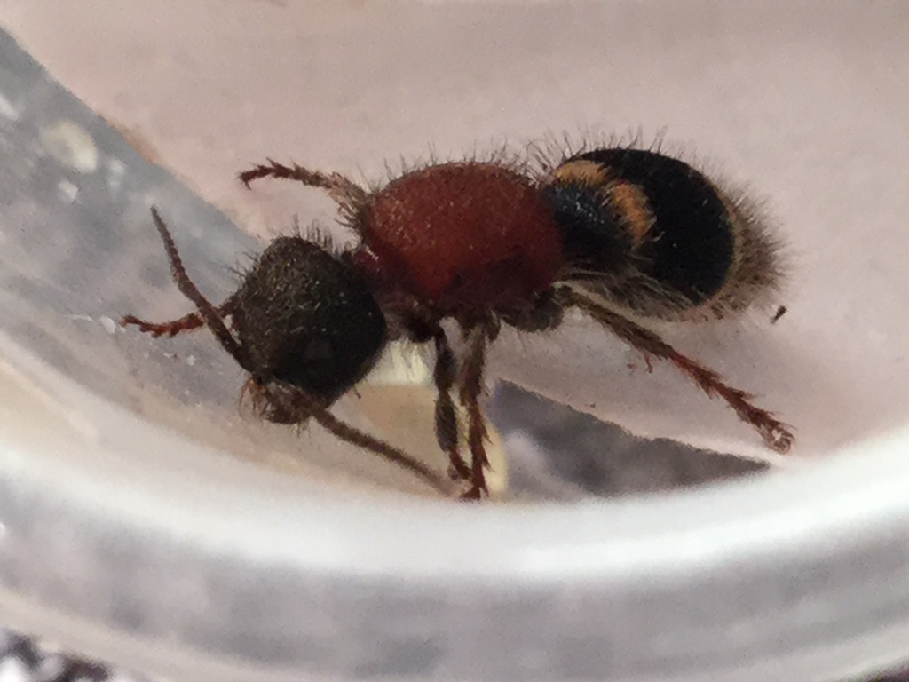 Tropidotilla litoralis