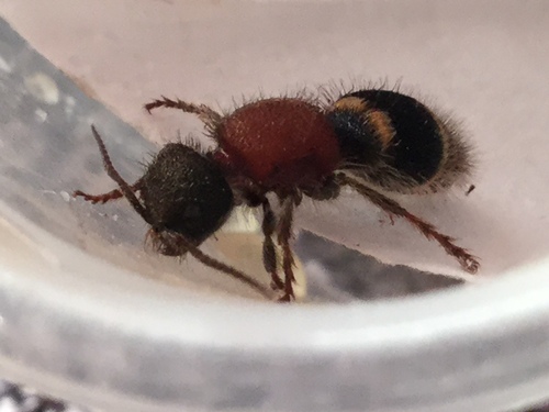 Tropidotilla litoralis