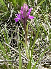 Dactylorhiza traunsteineri