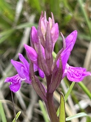 Dactylorhiza traunsteineri