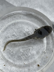 Pseudacris hypochondriaca