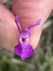Dactylorhiza traunsteineri