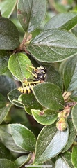 Dolichovespula sylvestris