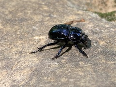 Trypocopris pyrenaeus