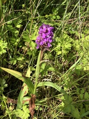 Dactylorhiza purpurella