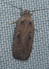 Agonopterix yeatiana
