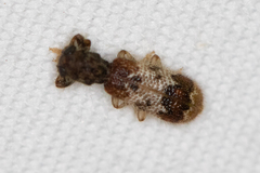 Pelonium leucophaeum