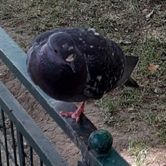 Columba livia domestica