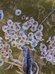 Diaspis echinocacti