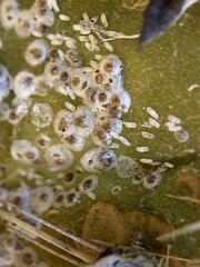 Diaspis echinocacti