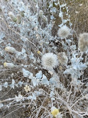 Brickellia nevinii