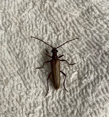Centrodera