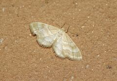 Idaea circuitaria